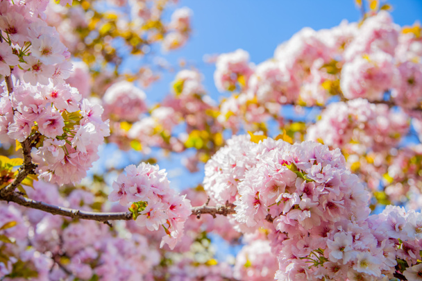 青空背景に美しい桜の木の選択と集中 ロイヤリティフリー写真 画像素材