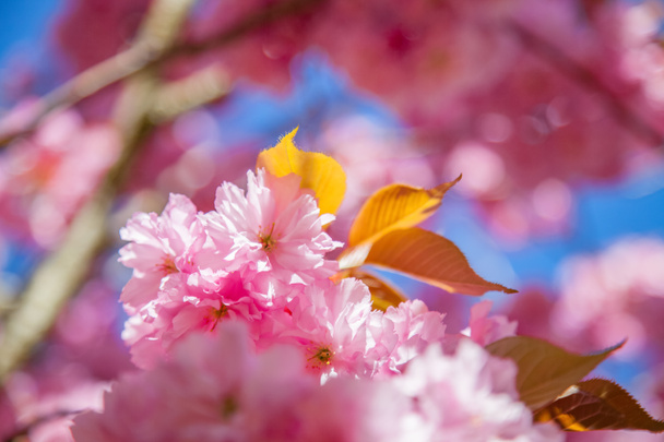 桜の木の花を背景のクローズ アップ表示 ロイヤリティフリー写真 画像素材