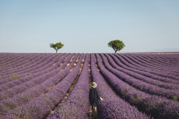 プロヴァンス フランスの美しいラベンダー畑を見て若い女性の背面図 ロイヤリティフリー写真 画像素材