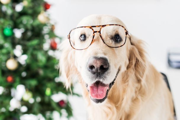 Golden Retriever In Glasses Selective Focus Free Stock Photo And Image
