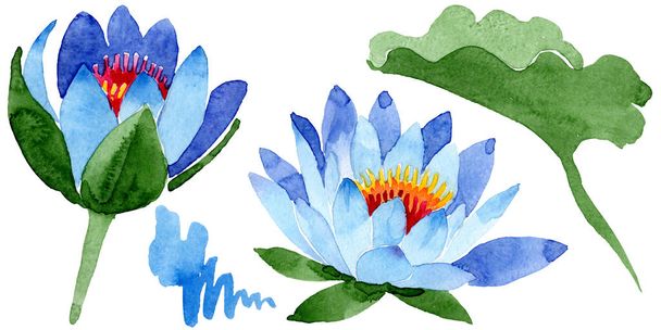 Beautiful Blue Lotus Flowers Isolated On White Watercolor Background Illustration Watercolour Drawing Fashion Aquarelle Isolated Lotus Flowers Illustration Element Free Stock Photo And Image