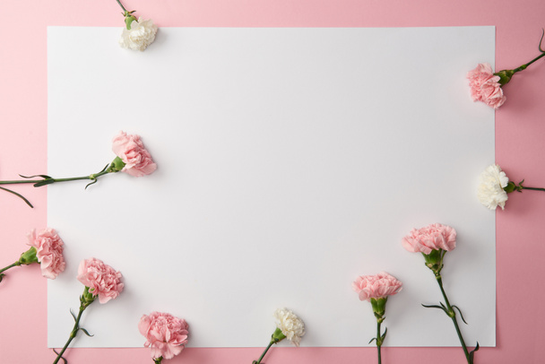 ピンクの背景に美しい柔らかいカーネーション花と空カードのトップ ビュー ロイヤリティフリー写真 画像素材