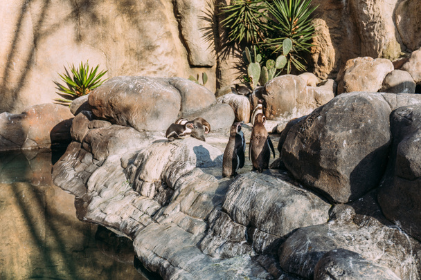 動物公園 バルセロナ スペインの太陽の岩にペンギン ロイヤリティフリー写真 画像素材