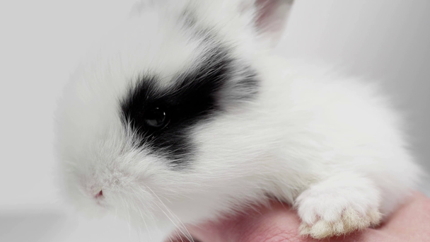 白い背景にぴくぴく動いて鼻とウサギを発見を抱きかかえたのビューをトリミング ストック動画映像