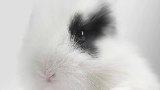 白い背景の上の鼻をぴくぴく銃口に黒い斑点とウサギのクローズ アップ ストック動画映像