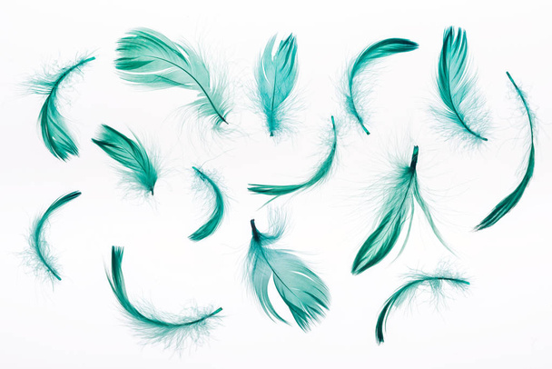 白で孤立した緑の羽を持つシームレスな背景 ロイヤリティフリー写真 画像素材