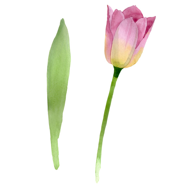 ピンクのチューリップ花植物の花 野生の春の葉の野生の花が孤立しました 水彩画の背景セット 水彩画ファッションアクアレル 分離されたチューリップイラスト要素 ロイヤリティフリー写真 画像素材