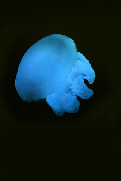 黒を背景に青いネオンライトでクラゲを発見 ロイヤリティフリー写真 画像素材