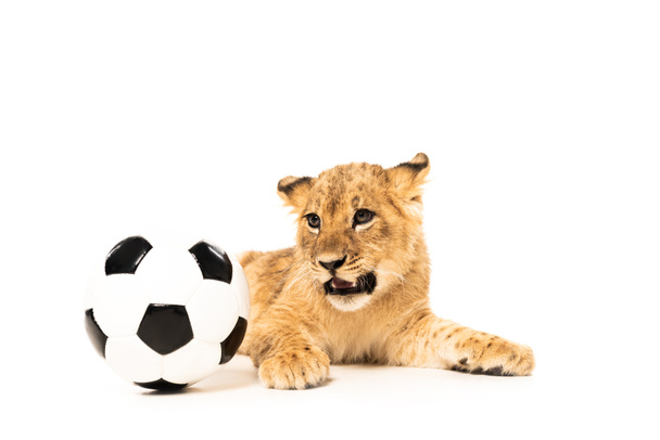 白で隔絶されたサッカーボールの近くの可愛いライオンの赤ちゃん ロイヤリティフリー写真 画像素材