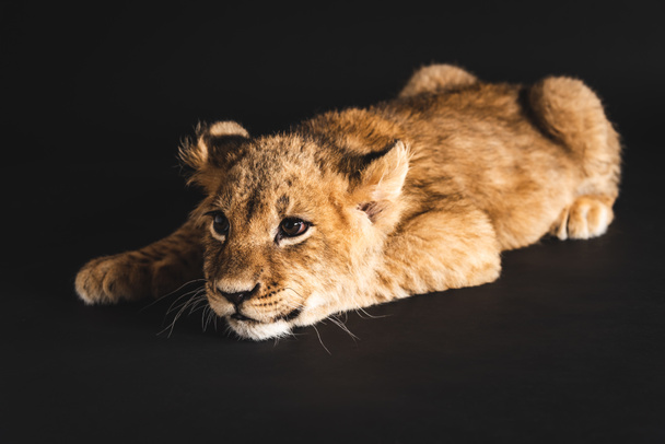 オレンジ色の背景に横たわる可愛いライオンの赤ちゃん ロイヤリティフリー写真 画像素材