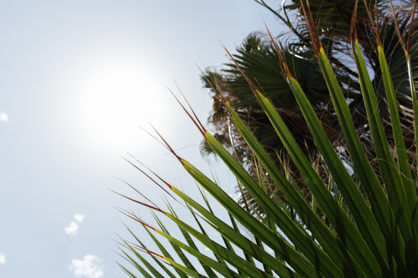 太陽と青空を背景にしたヤシの木の枝の下からの眺め ロイヤリティフリー写真 画像素材