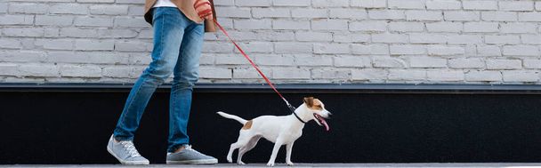 Panoramic Crop Of Man Walking Jack Russell Free Stock Photo and Image