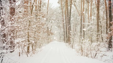 Charming snowy Forest