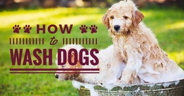How to wash dogs advices with wet Dogs