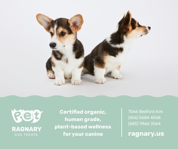 Dog treats for cute Corgi Puppies