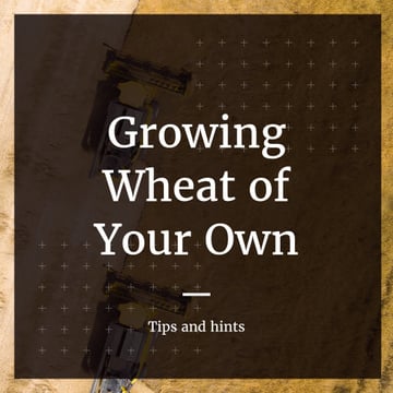 Tips and hints for growing Wheat
