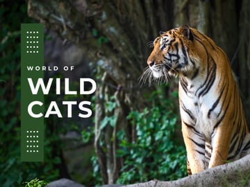 Wild cats Facts with Tiger