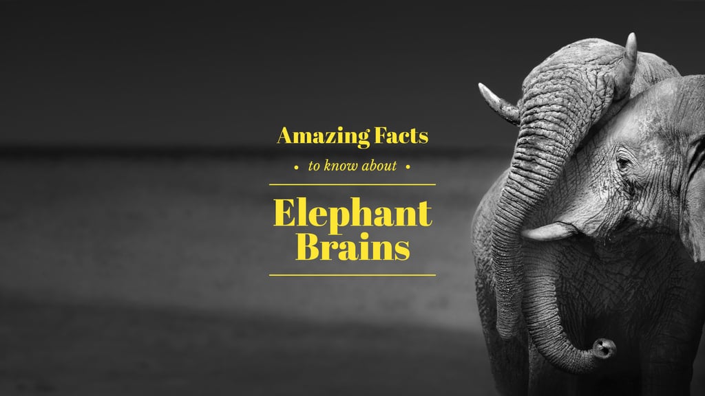 Amazing facts about elephant brains — Maak een ontwerp Amazing facts about elephant brains — Maak een ontwerp
