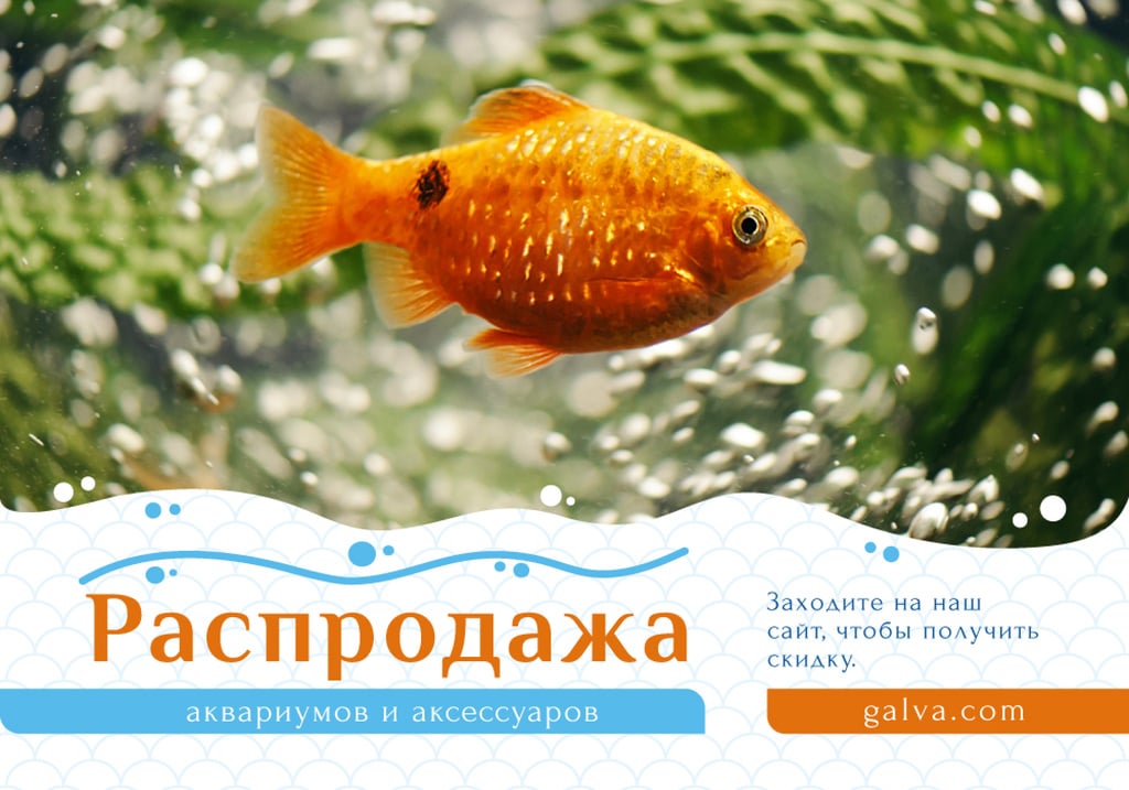 Pet Shop Offer with Fish Swimming in Aquarium — Створити дизайн Pet Shop Offer with Fish Swimming in Aquarium — Створити дизайн