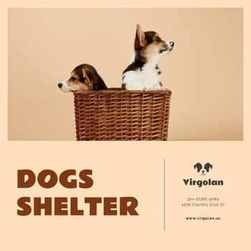 Pet Shelter Promotion Puppies in Basket