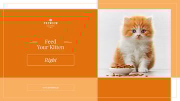 Feed your kitten right