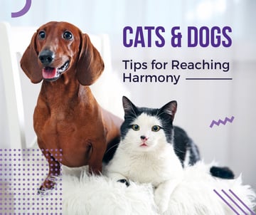 Caring About Pets with Dachshund and Cat