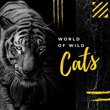 Wild tiger animal