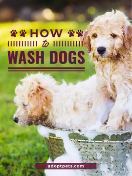 Washing Dog Cute Puppies in Foam