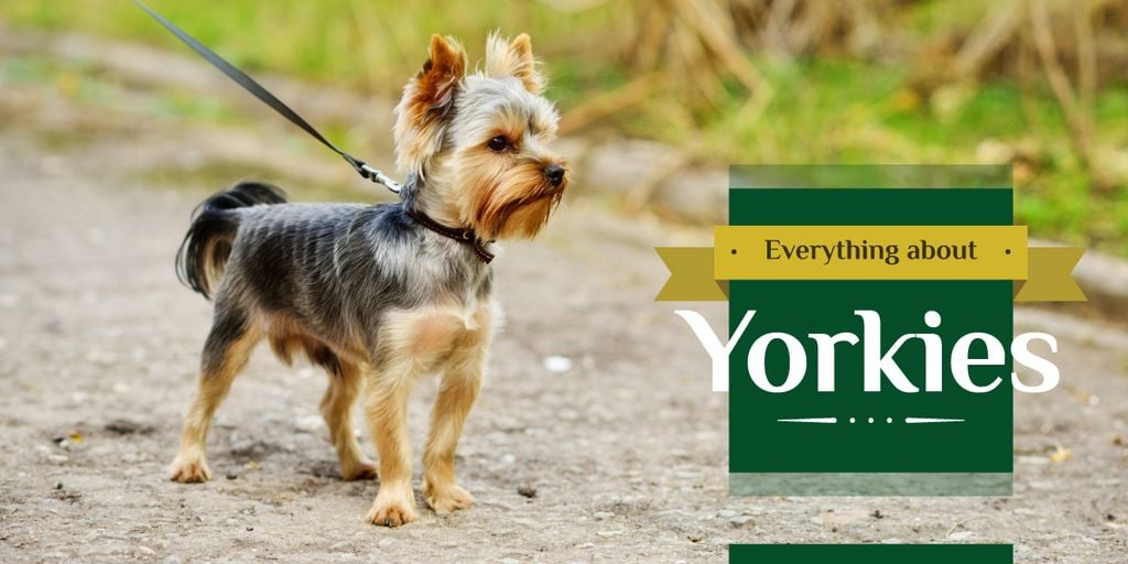Everything about Yorkies banner — Create a Design Everything about Yorkies banner — Create a Design