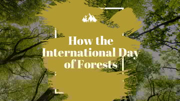 International Day of Forests Event Tall Trees