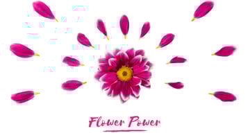 Purple daisy flower with petals