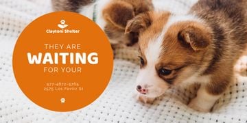 Animal Shelter Promotion with Cute Puppies