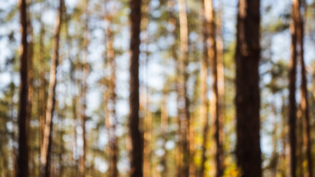 Unfocused view of Pine Forest — Создать дизайн Unfocused view of Pine Forest — Создать дизайн