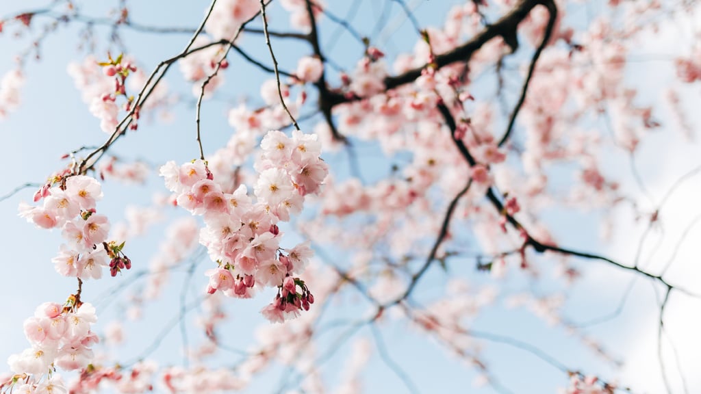 Beautiful Spring cherry blossom — ein Design erstellen Beautiful Spring cherry blossom — ein Design erstellen