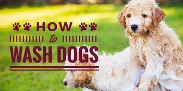 how to wash dogs poster