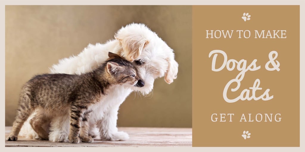 Pets Behavior Cute Dog and Cat in Brown | Twitter Post Template — Crea un design Pets Behavior Cute Dog and Cat in Brown | Twitter Post Template — Crea un design